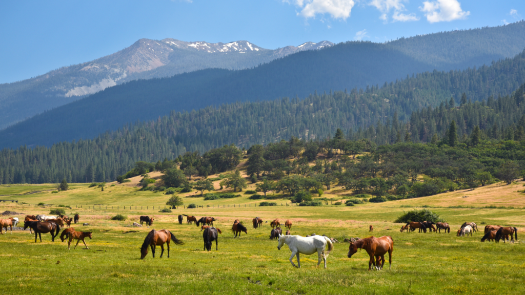 A Guide to Ranch and Equestrian Property Living in Southern California