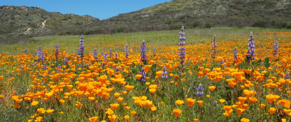 Living in Wildomar California